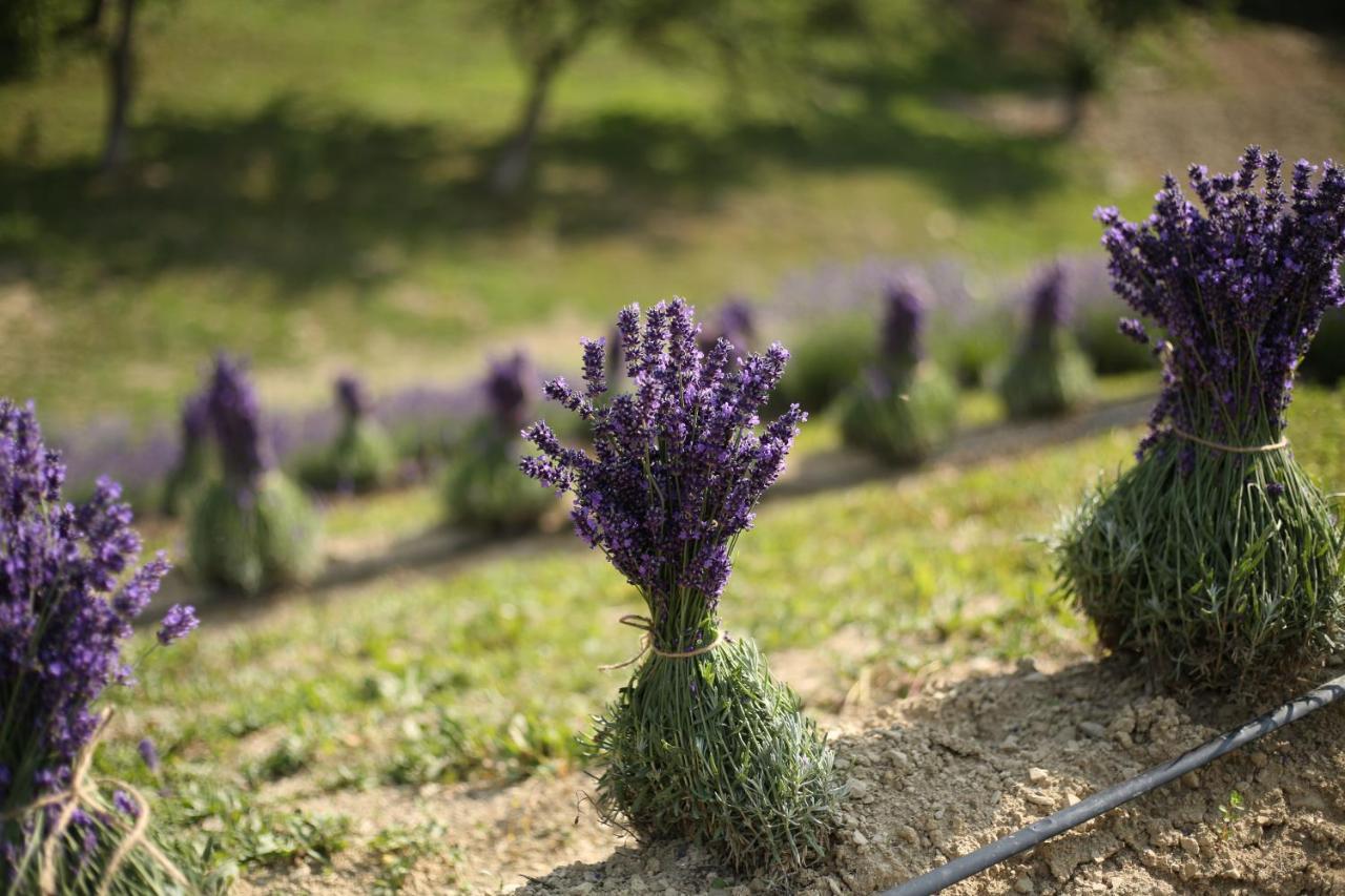 Lavender Valley Perekrestnoye Exterior foto